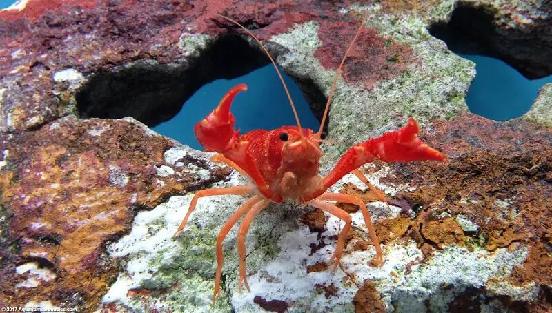 What Do Crayfish Eat? The Crayfish Diet 3 Aquarium Crayfish Diet