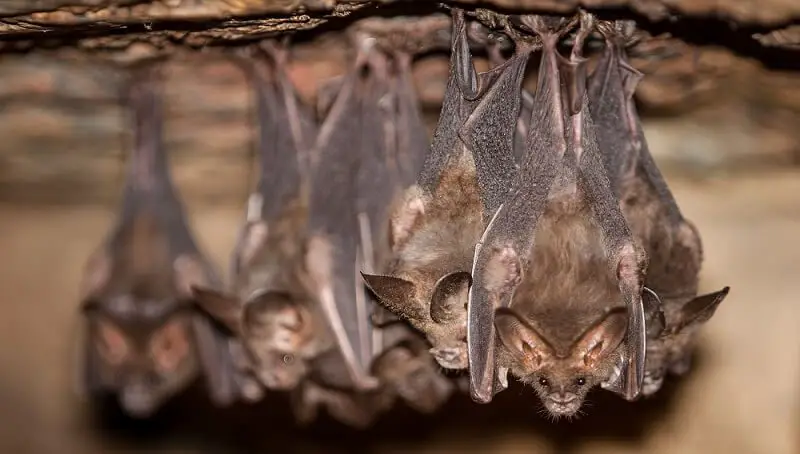 Are Bats Birds? Or Are They Mammals? - Petculiars