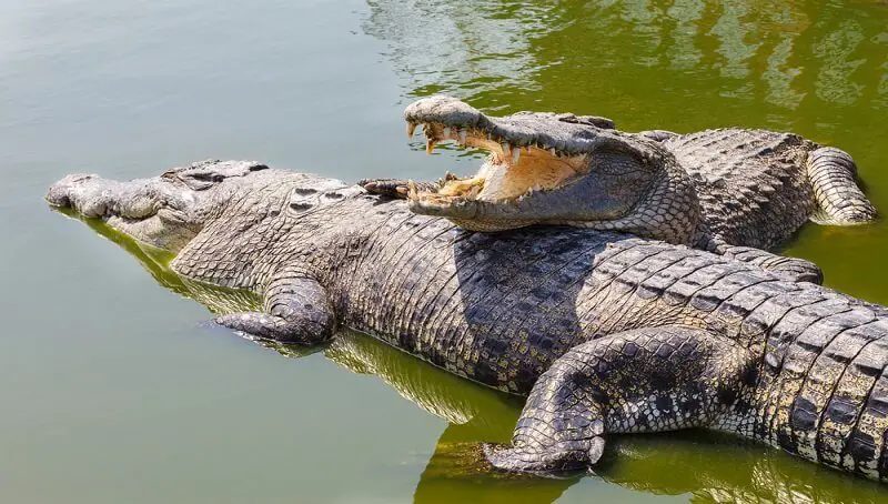 Are Crocodiles Lizards