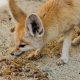 Are foxes omnivores