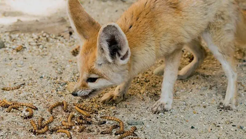 Are foxes omnivores