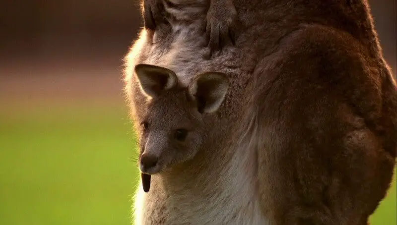 Do Kangaroos Lay Eggs? How do Kangaroos Give Birth? - Petculiars