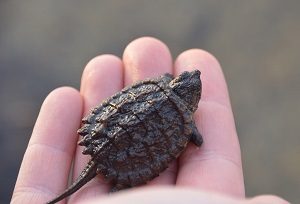 Baby Snapper