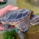 Baby Snapping Turtle Info