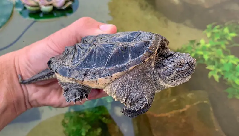 Baby Snapping Turtle Info