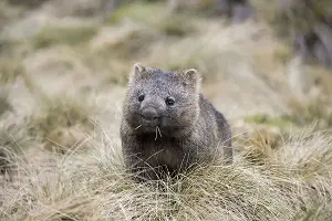 Baby Wombat