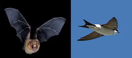 Bats and Birds