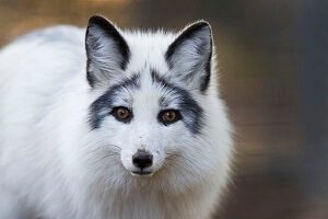 Beautiful Marble Fox