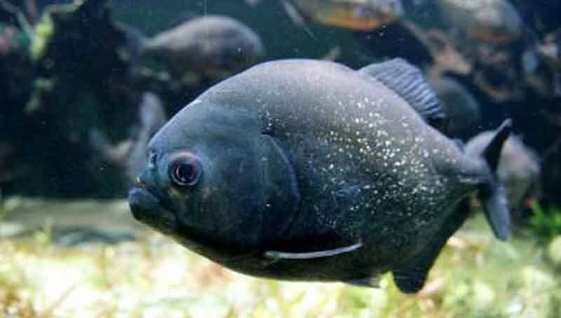 Caring for a Black Piranha 4 Black Piranha Care