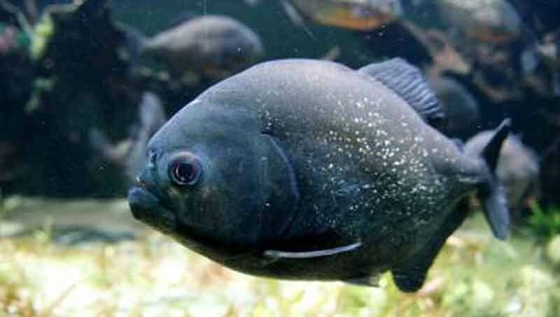 Black Piranha Care