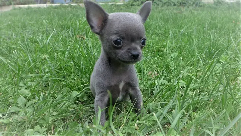 Blue Chihuahua Dog info