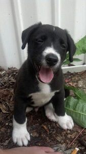 Border Collie Pitbull Mix Pup