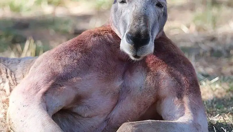 Why Are Kangaroos So Buff? Kangaroos and Their Muscles 2 Buff Kangaroo