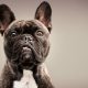 Calm Small Dog Breeds