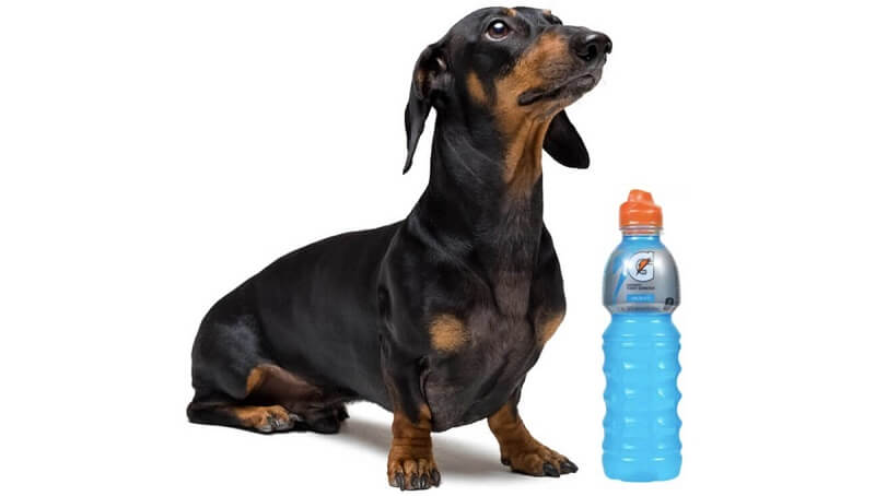 Can Dogs Drink Gatorade