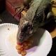 Can Iguanas Eat Cheese
