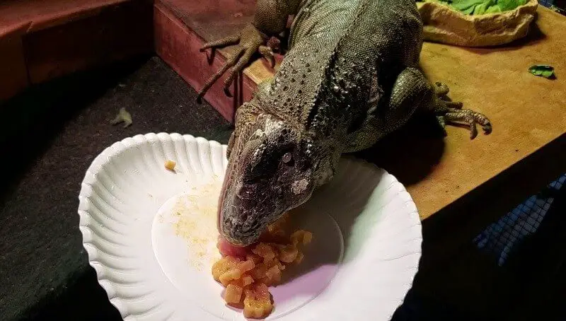 Can Iguanas Eat Cheese
