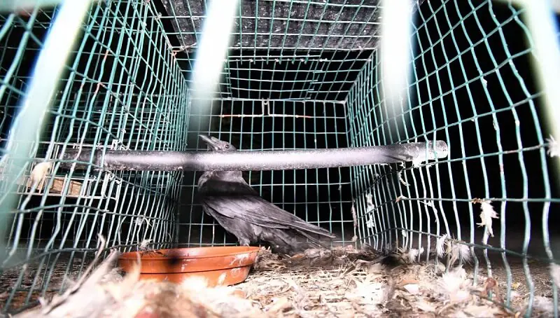 Crows as Pets - Do They Make Good Pets? 3 Captive Crow