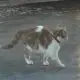 Cat Walking on Ice