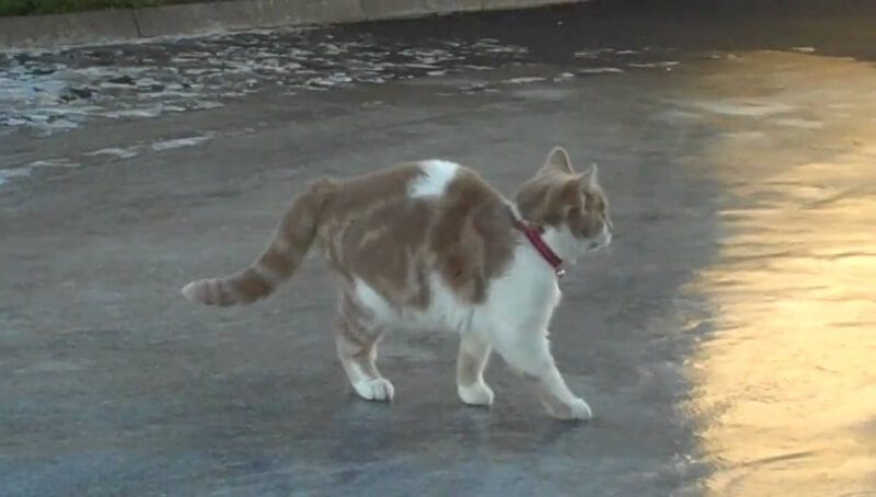 What Do Cats Hate To Walk On? And Why? 3 Cat Walking on Ice