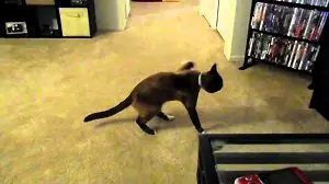 Cat Walking on Sticky Tape