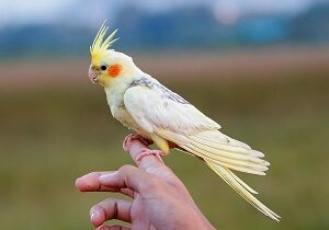 Cockatiel on Hand