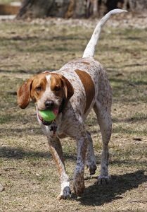 Coonhound Playing