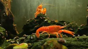 Crayfish in tank