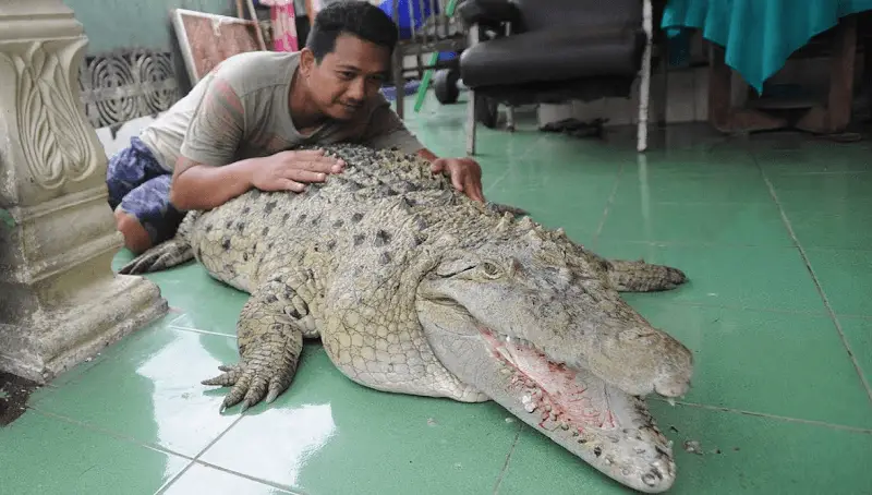 Crocodile Taming
