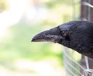 Crow in Captivity