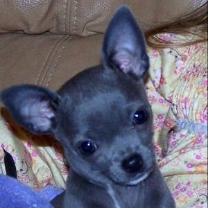Blue Chihuahua closeup