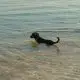 Dog Drinking Ocean Water