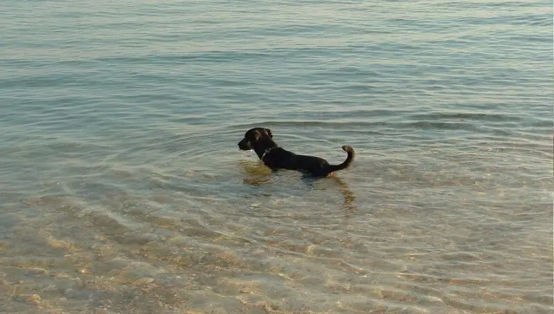 Dog Drinking Ocean Water