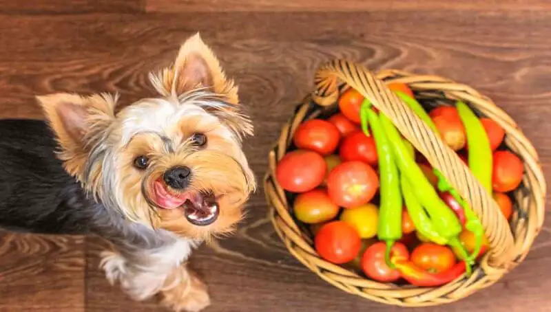 Dog Eating Spicy Food