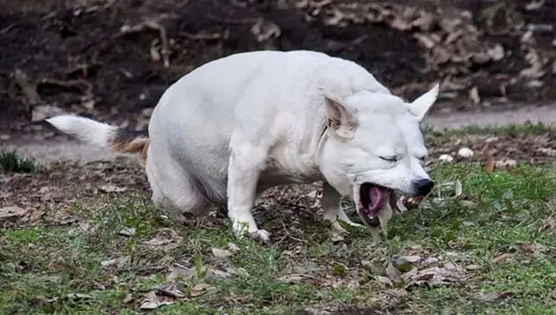 Dog Not Eating But Drinking Water And Vomiting - Possible Reasons 2 Dog Not Eating And Vomiting