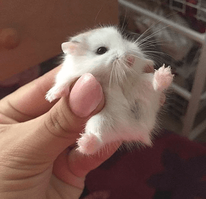 Dwarf Hamster in Hand