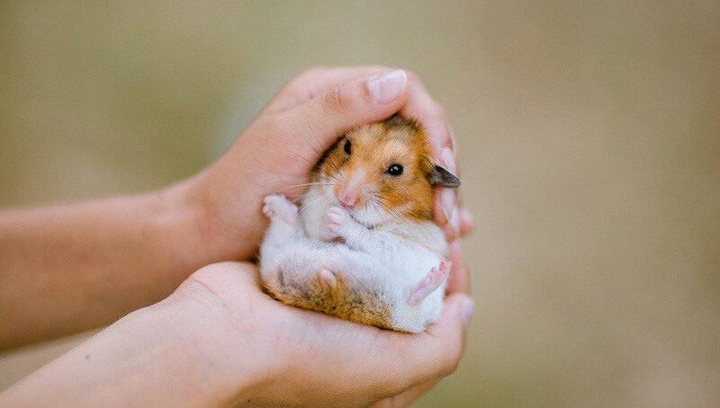 Dwarf Hamster Lifespan
