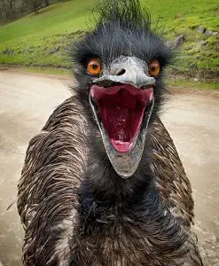 Emu as a Pet