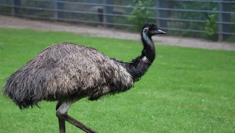 Emu Pet