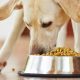 Feeding Schedule for Dogs