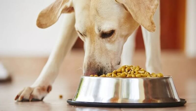 Feeding Schedule for Dogs