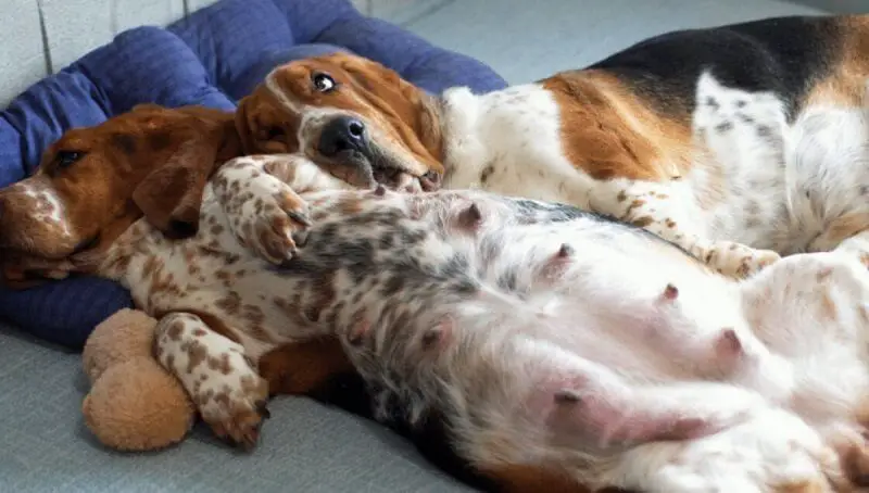 How Many Nipples Do Dogs Have? 2 Female Dog Nipples