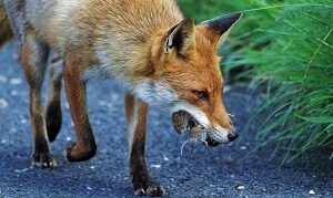 Fox Eating Mice