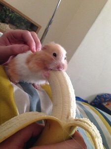 Funny Hamster Eating Banana