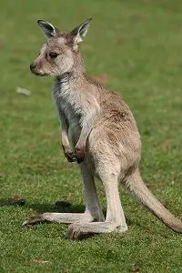 Funny-looking Baby Kangaroo