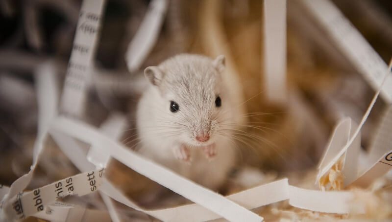 Gerbil in Cage