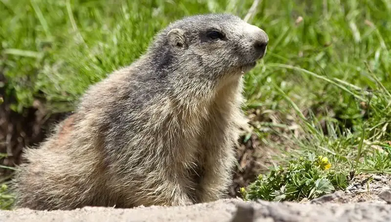 Groundhogs as pets