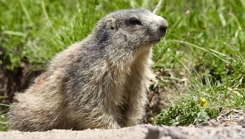 Groundhogs as pets