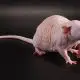 Hairless Pet Rat Facts