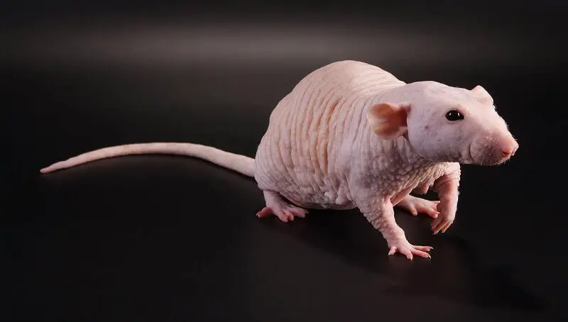 Hairless Pet Rat Facts
